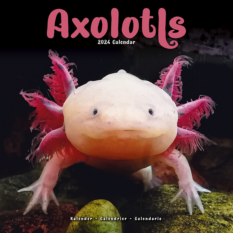 Calendrier 2024 Axolotls