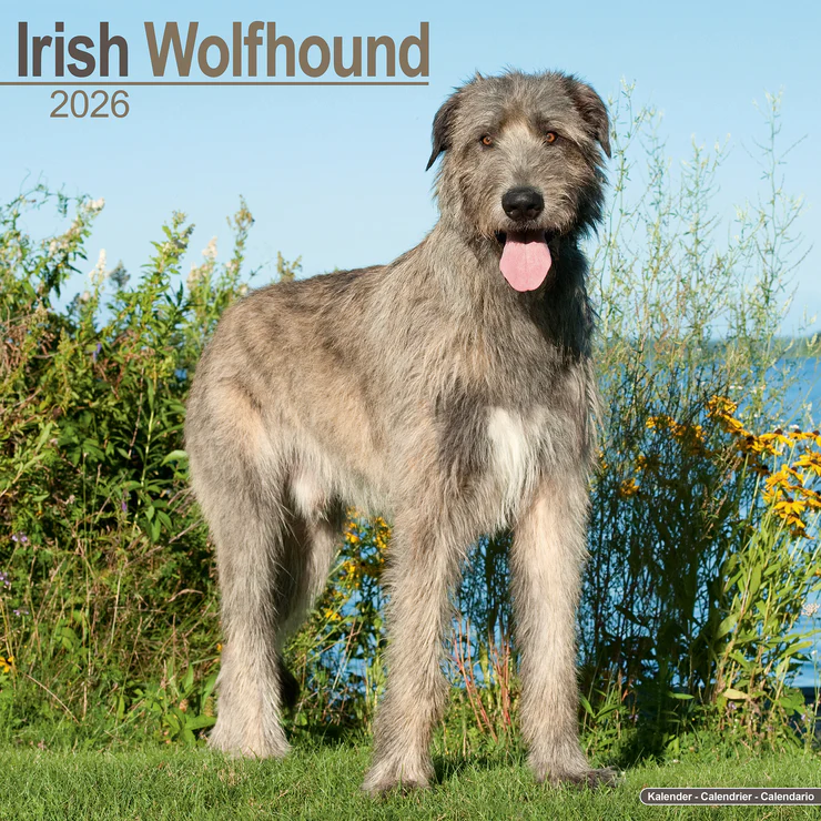 Kalender 2026 Irischer Wolfshund - Irish Wolfhound