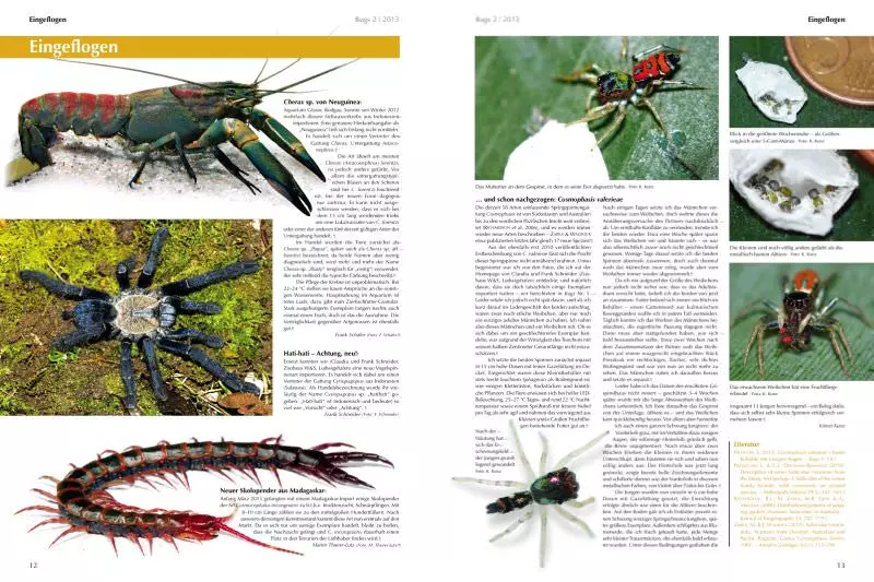 bugs-02-zwergvogelspinnen-4 Bugs Nr. 02 - Zwergvogelspinnen