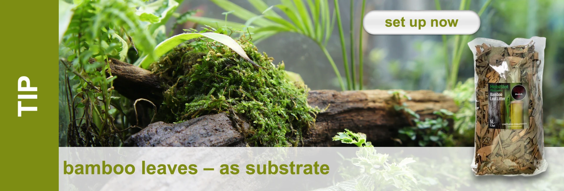 Terrarium scene with moss, plants and dead wood. A pack of bamboo leaves serves as a substrate. Information text and call-to-action.