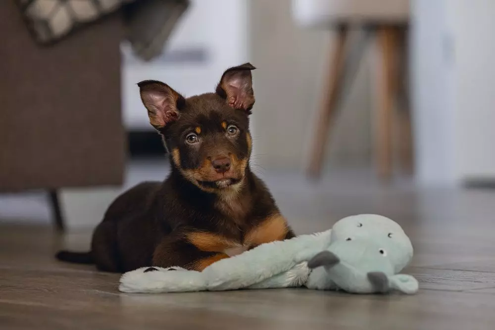 Puppy Fun - Flationo Drache