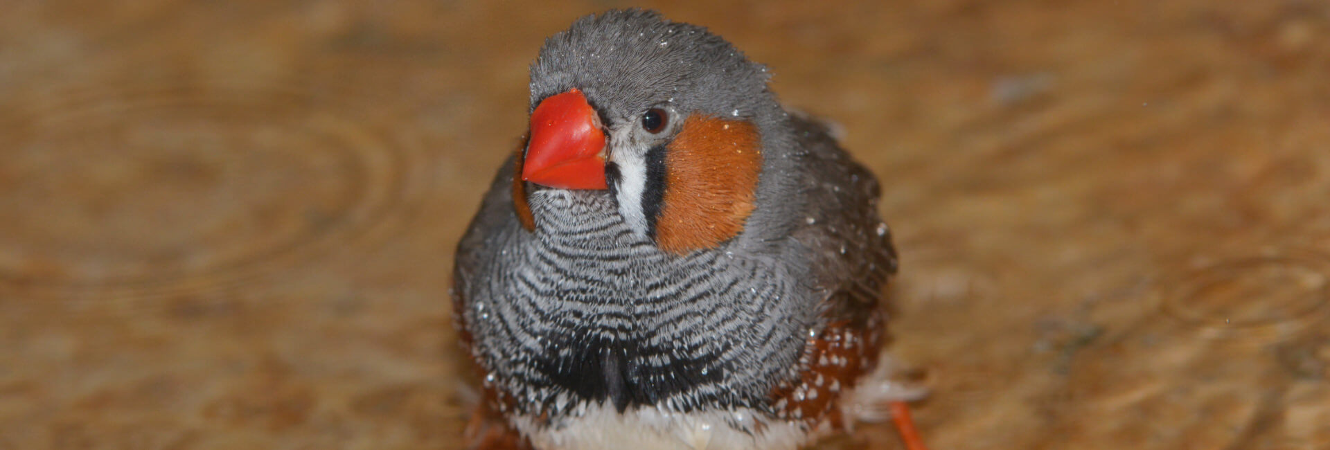 Vogel Einrichtung / Baden