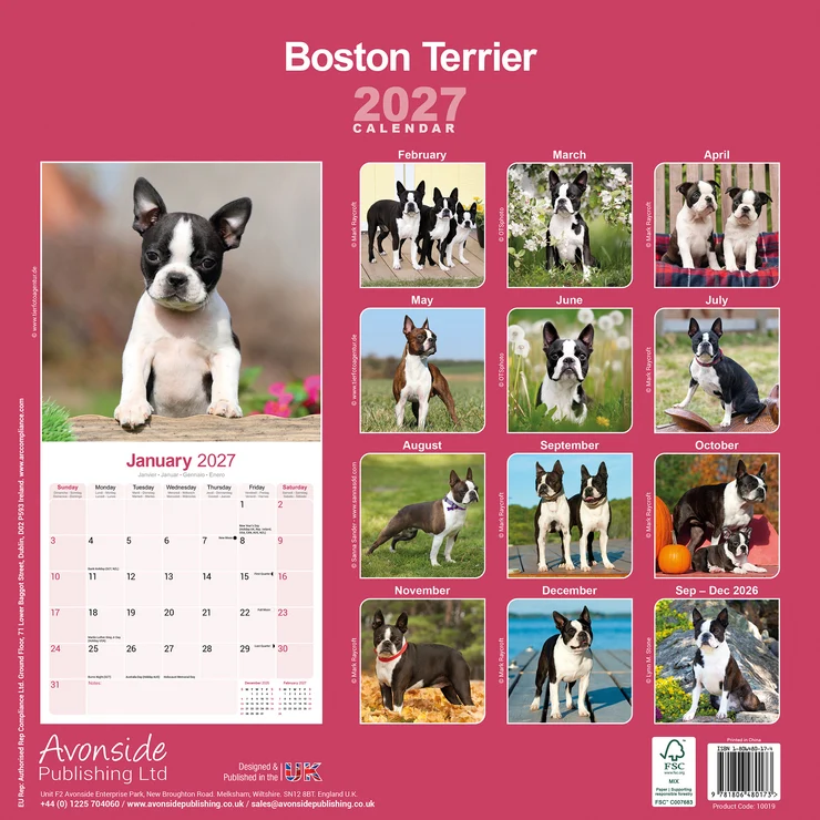 Calendrier annuel 2027 avec des Boston Terriers. Couverture : adorable chiot sur une bûche. Les 12 illustrations mensuelles montrent des scènes variées : chiots jouant, chiens au parc ou en automne. Janvier 2027 visible.