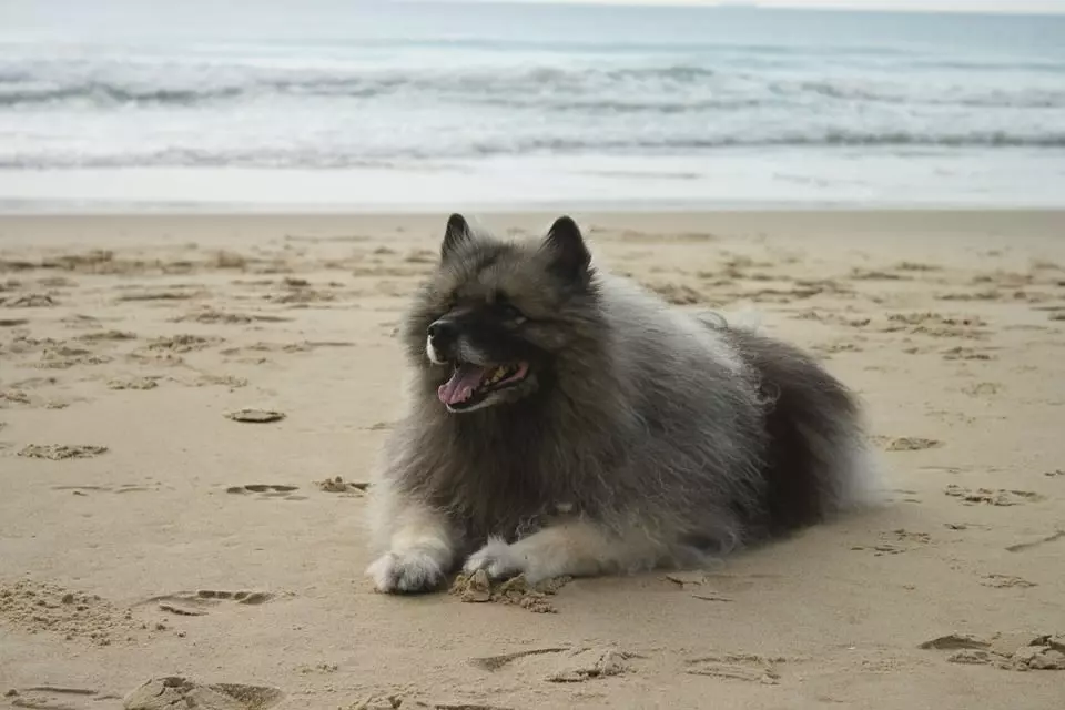 keeshond Wolfsspitz - Keeshond
