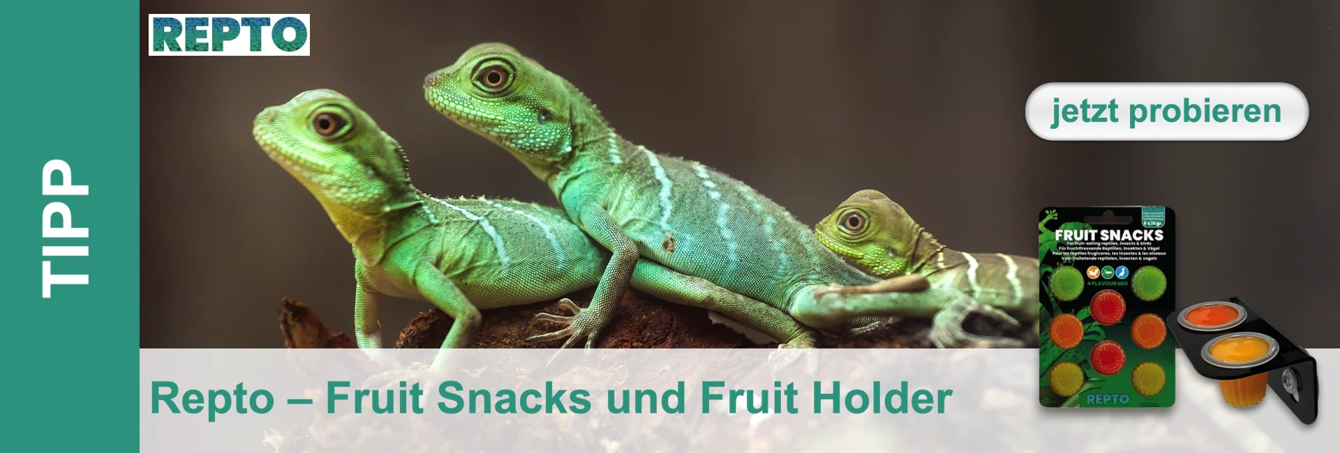 Tre lucertole verdi siedono su un ramo, accanto al cibo per rettili e a un supporto per le tazze di cibo.