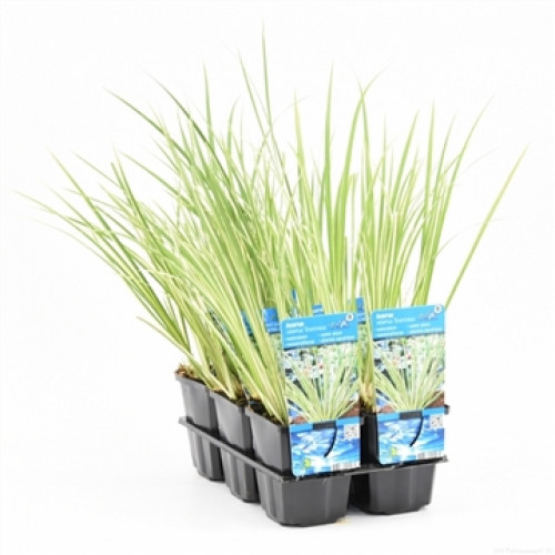 Green, long tufts of grass in black plastic pots in a black carrier with labels.
