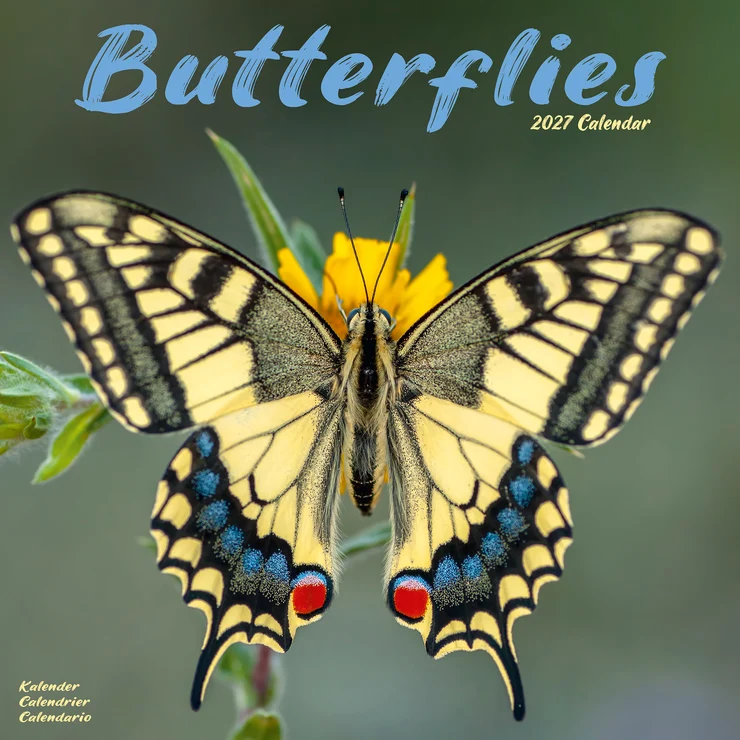 Kalender 2027 Schmetterlinge - Butterflies