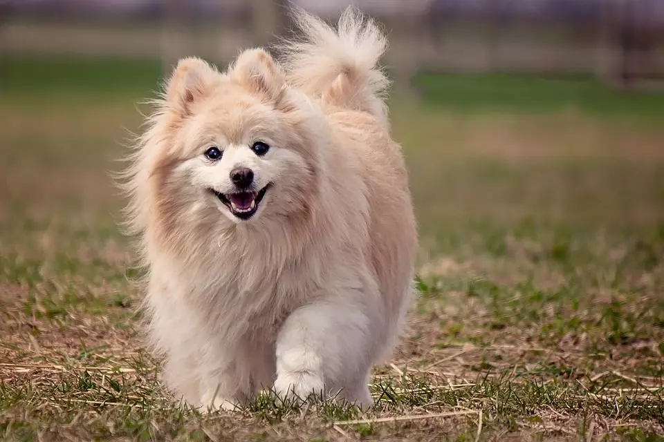 Zwergspitz - Pomeranian
