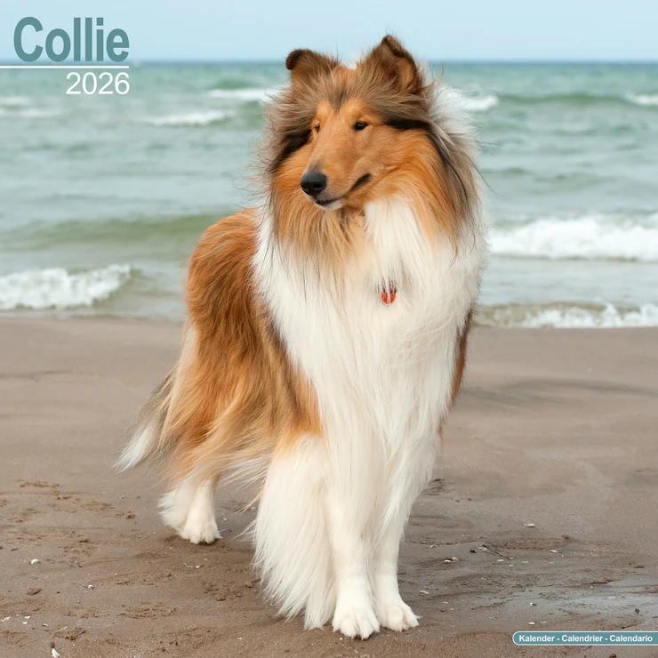 Calendar 2025 Collie