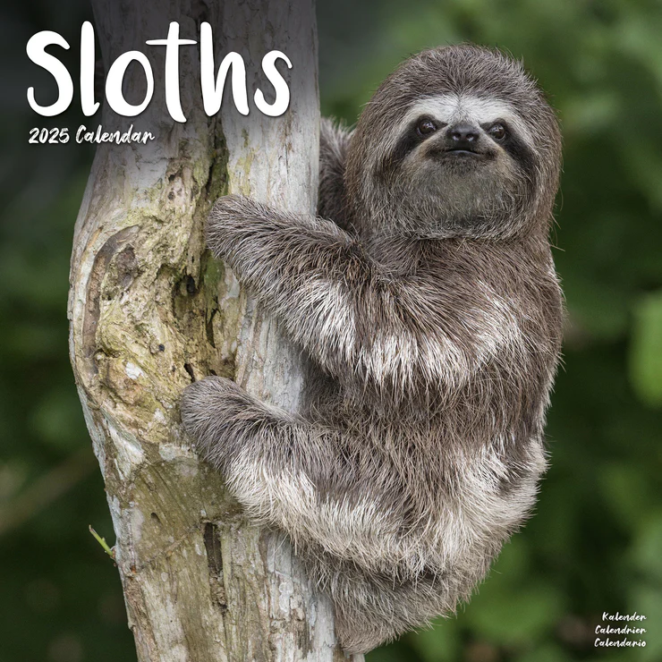 Kalender 2025 Faultier - Sloths