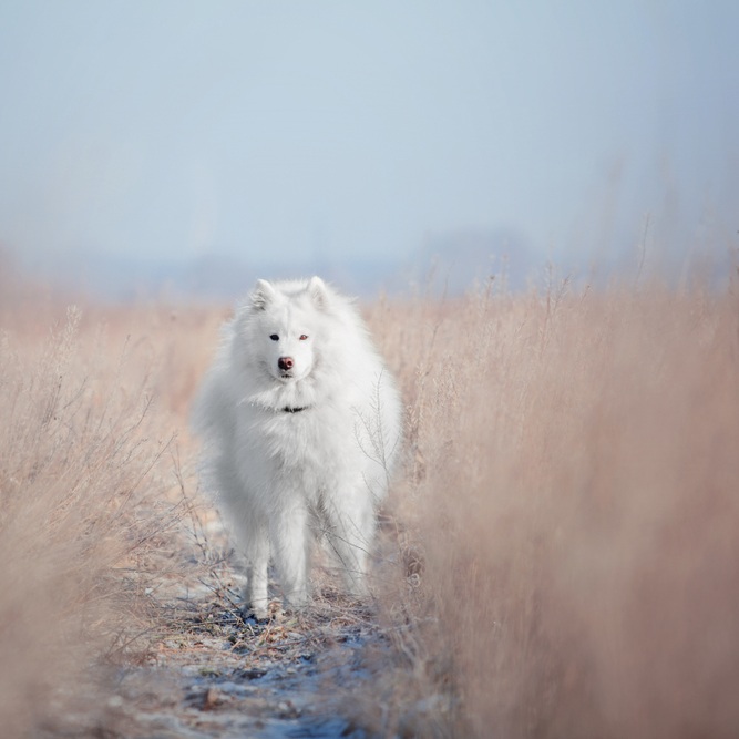 Ein weisser, flauschiger Samojede Hund steht in einem Feld mit hohem Gras und hellblauem Himmel.