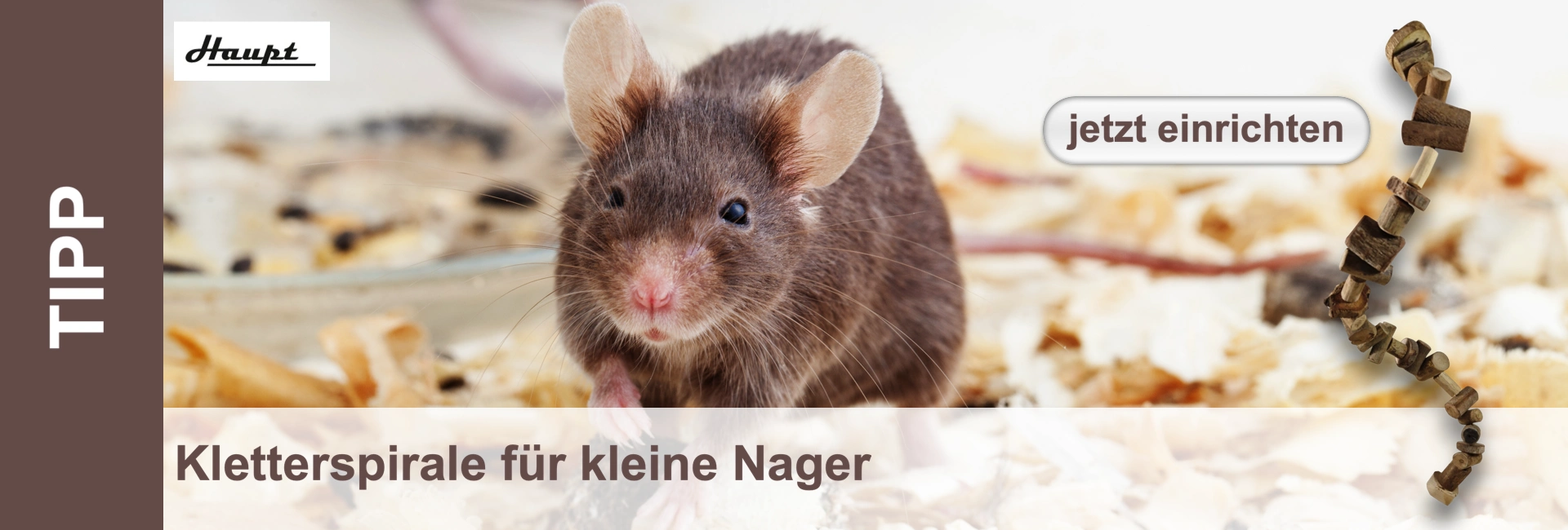 Close-up of a brown mouse with a pink nose and large ears on wood shavings with a climbing spiral.