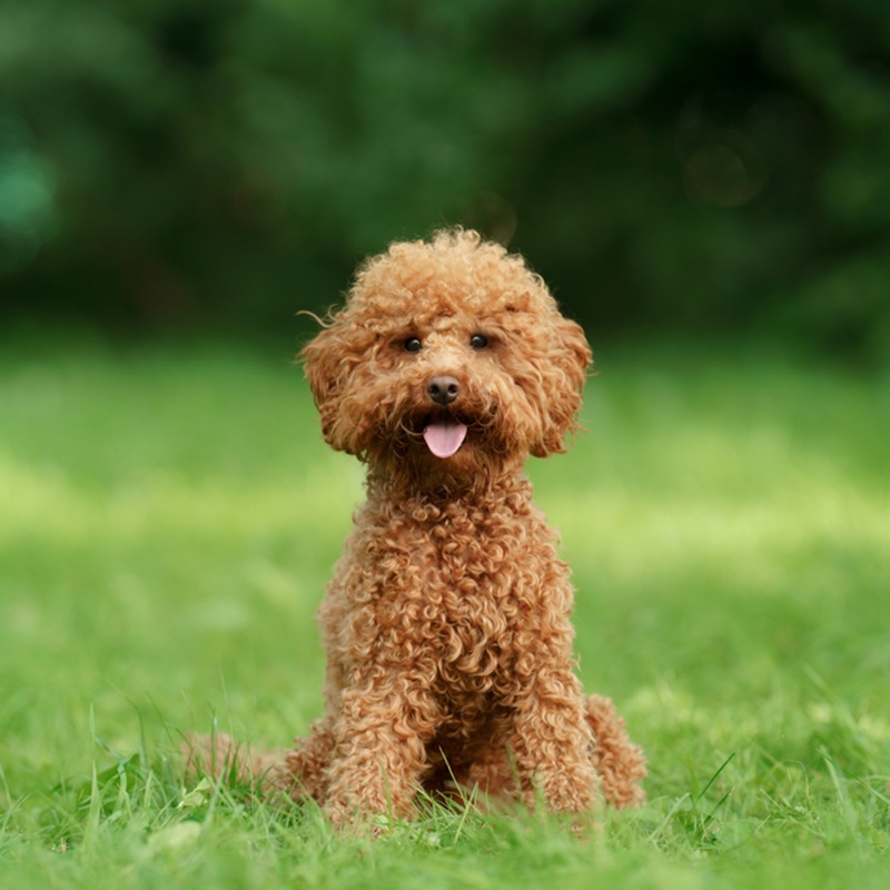 Ein brauner, gelockter Zwergpudel sitzt auf einer grünen Wiese.