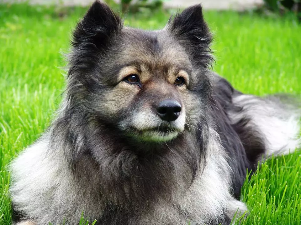 keeshond-2 Wolfsspitz - Keeshond