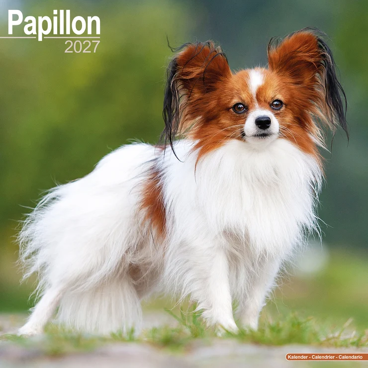 Calendario 2026 Papillon