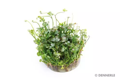 Dennerle Marsilea hirsuta - In-Vitro