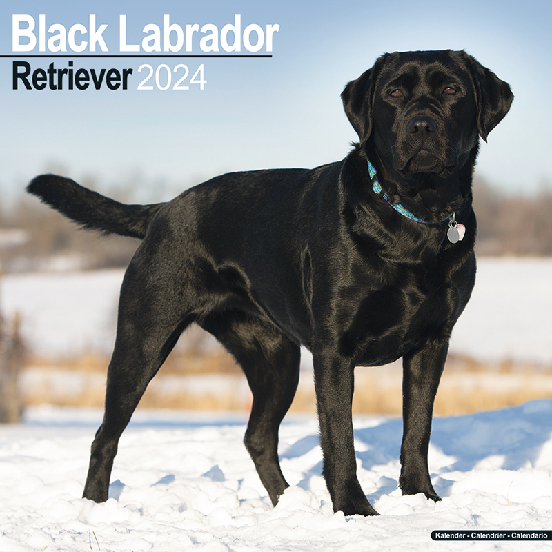 Kalender 2024 Labrador Retriever schwarz (Black)