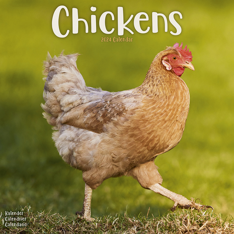 Kalender 2024 Hühner - Huhn - Chickens