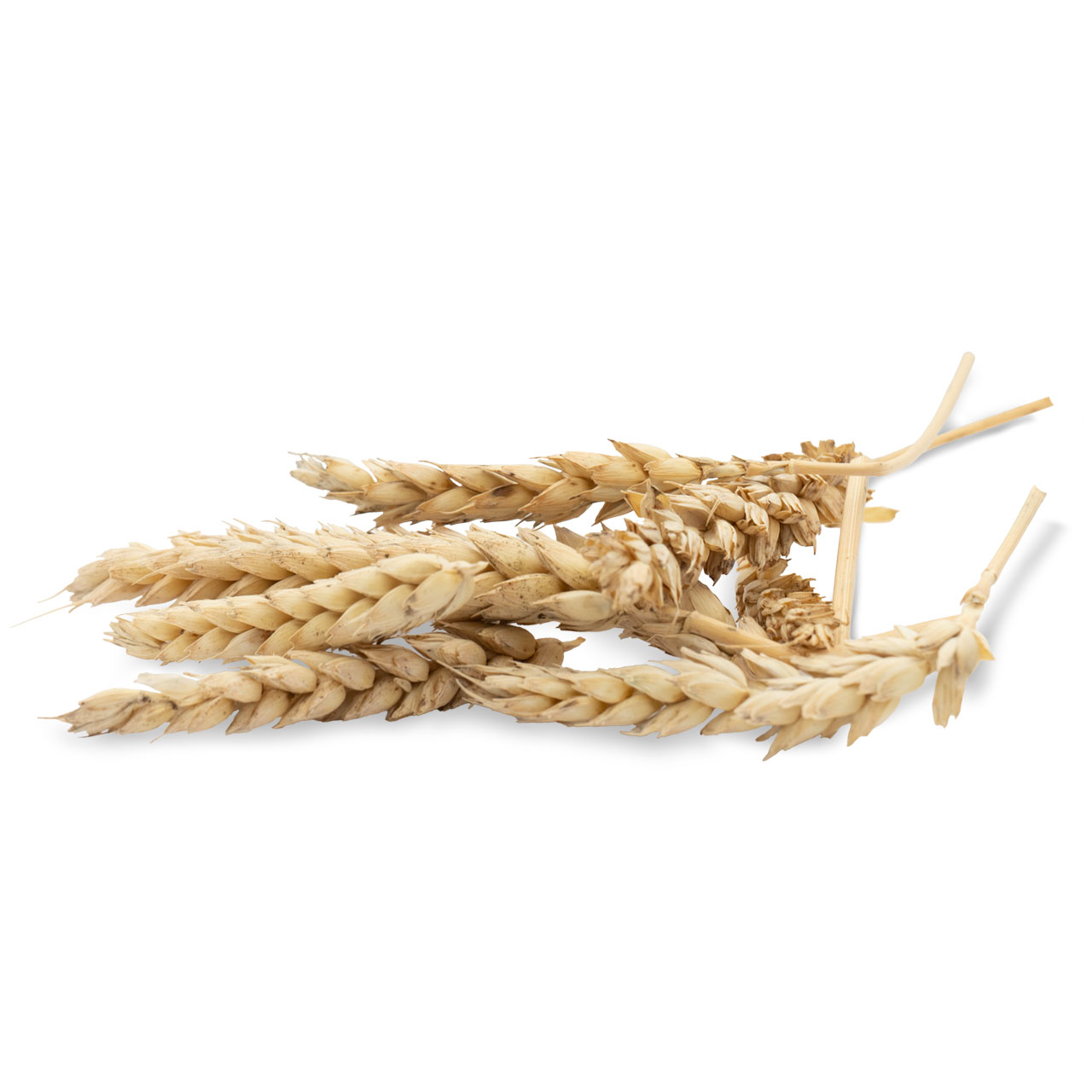 JR Farm Knabber-Ähren 30g