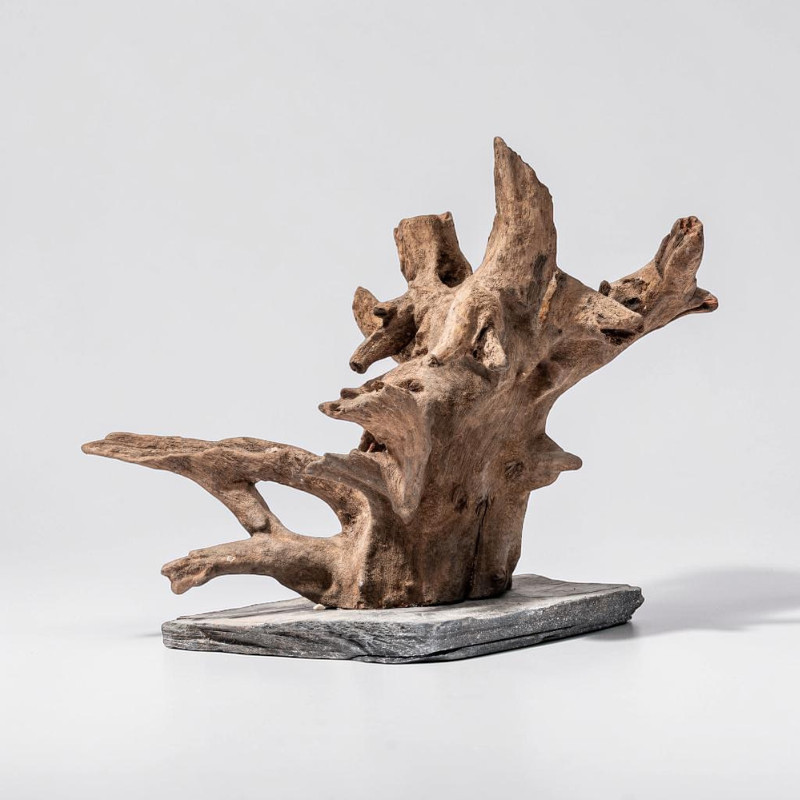 Une racine d’eucalyptus ramifiée et à l’état naturel, solidement fixée sur une dalle d’ardoise plate et foncée. Bois brut et texturé, avec des nœuds et des creux, dans des tons bruns terreux. Stable, organique, idéal pour l’aquascaping.