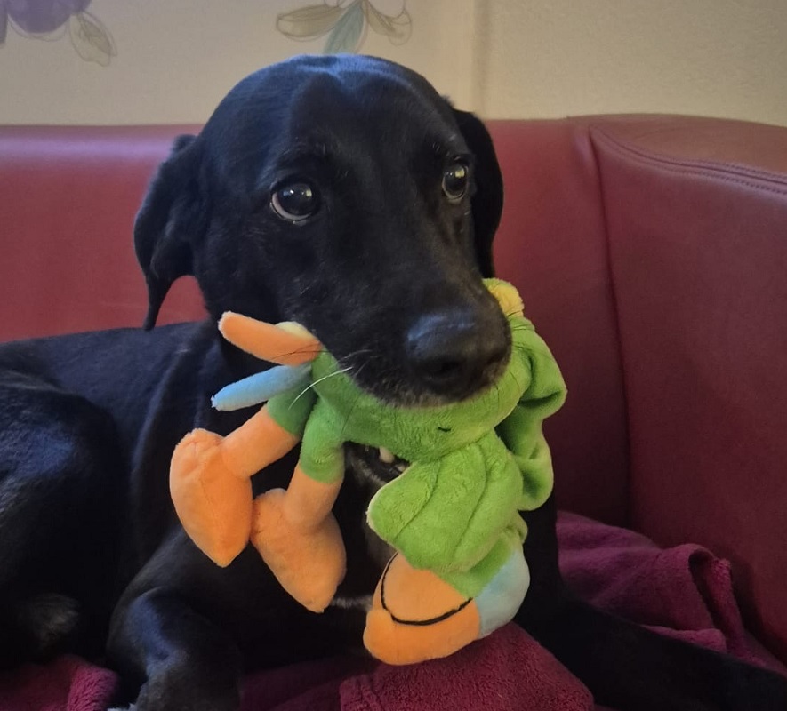 Plush bird that chirps 