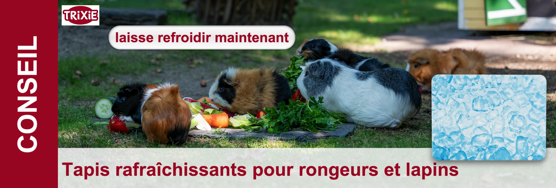 Des cochons d'Inde consomment des légumes frais et des herbes sur de l'herbe verte. Un animal blanc et noir, un autre marron et noir et un troisième marron, entourés de concombres, de poivrons, de carottes et de persil. Image bleue avec des glaçons.