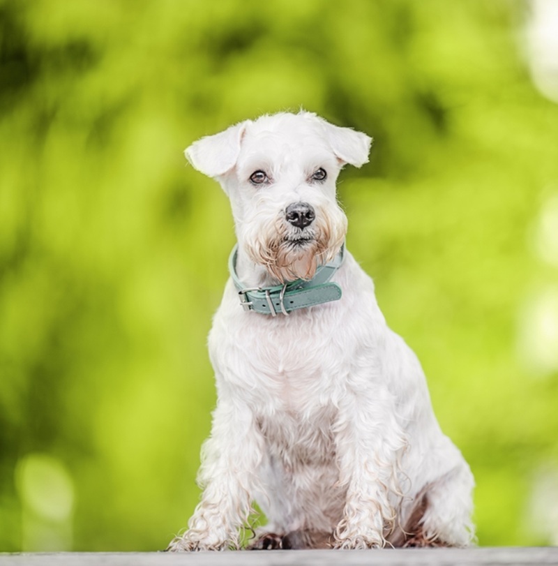 Ein weißer Zwergschnauzer mit Bart und grünem Halsband sitzt vor grünem Hintergrund.