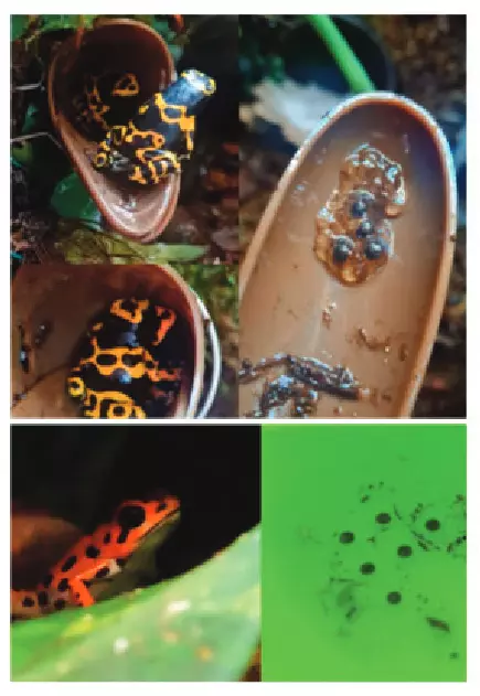 Pot de ponte pour dendrobates Tad-Pool