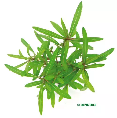 Dennerle Hygrophila lancea - vorher Hygrophila spec. Araguaia
