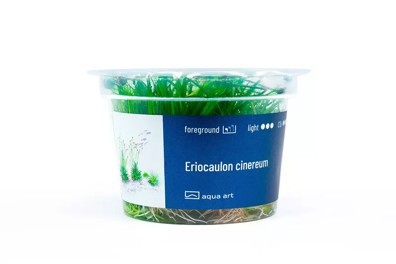 Eriocaulon cinereum