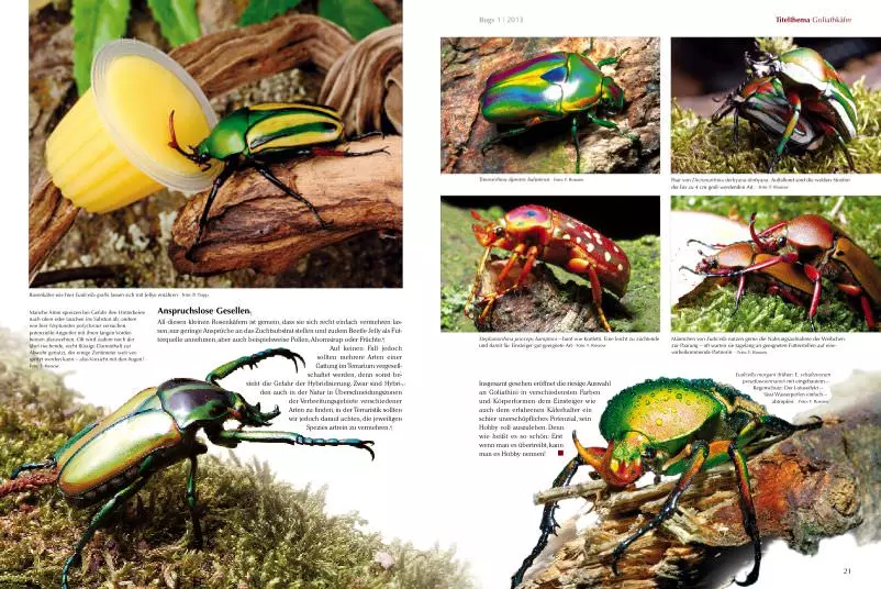bugs-01-goliathkaefer-bunte-giganten-3 Bugs Nr. 01 - Goliathkäfer bunte Giganten