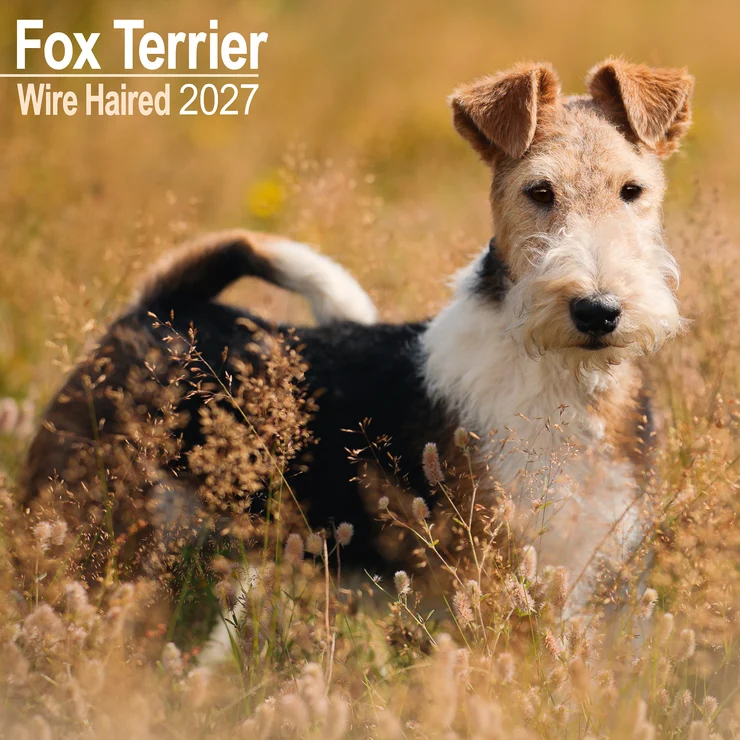 Kalender 2027 Fox Terrier Wirehaired