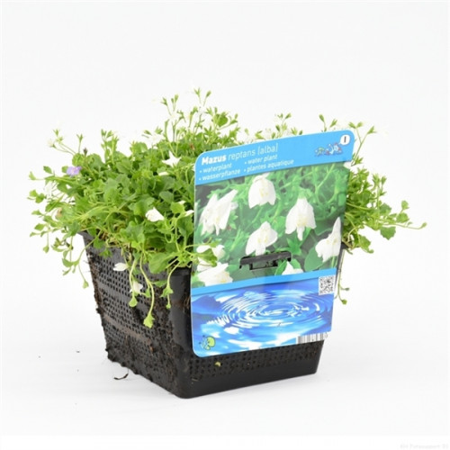 Small white flowers and green leaves in a black plastic pot, with a label advertising the water plant.