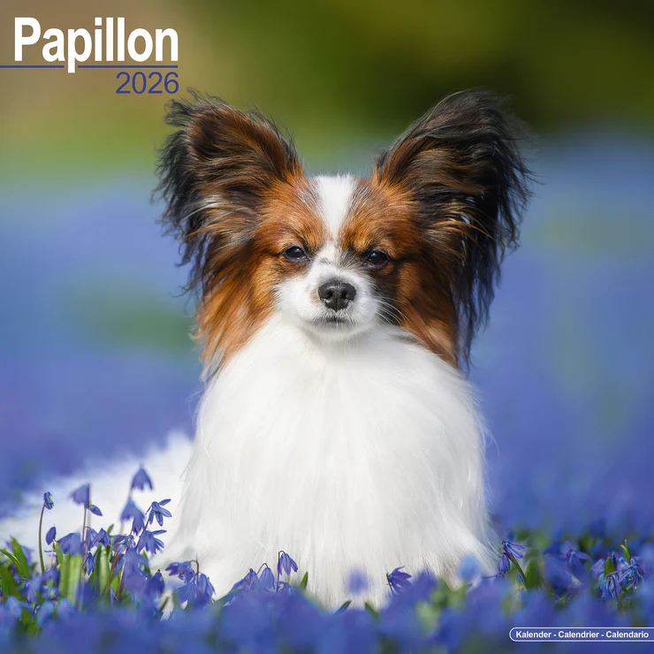 Kalender 2026 Papillon