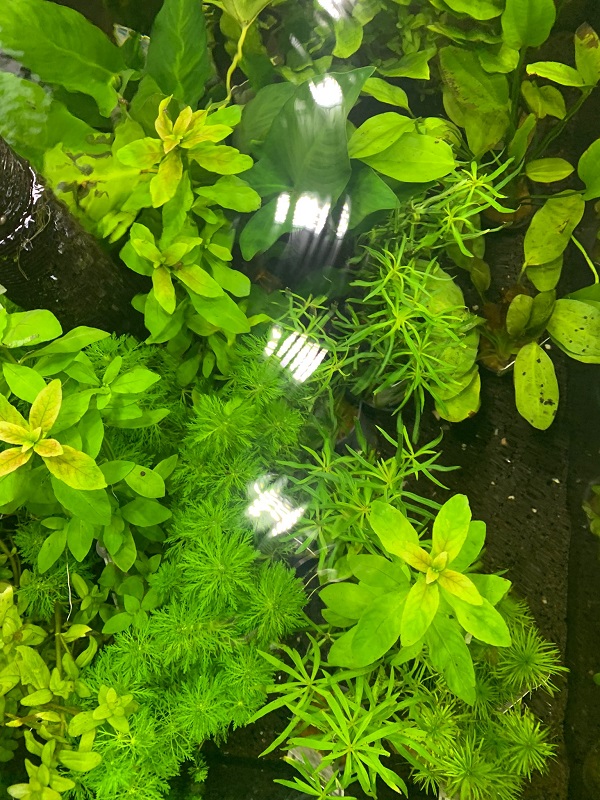 Aquarienpflanze