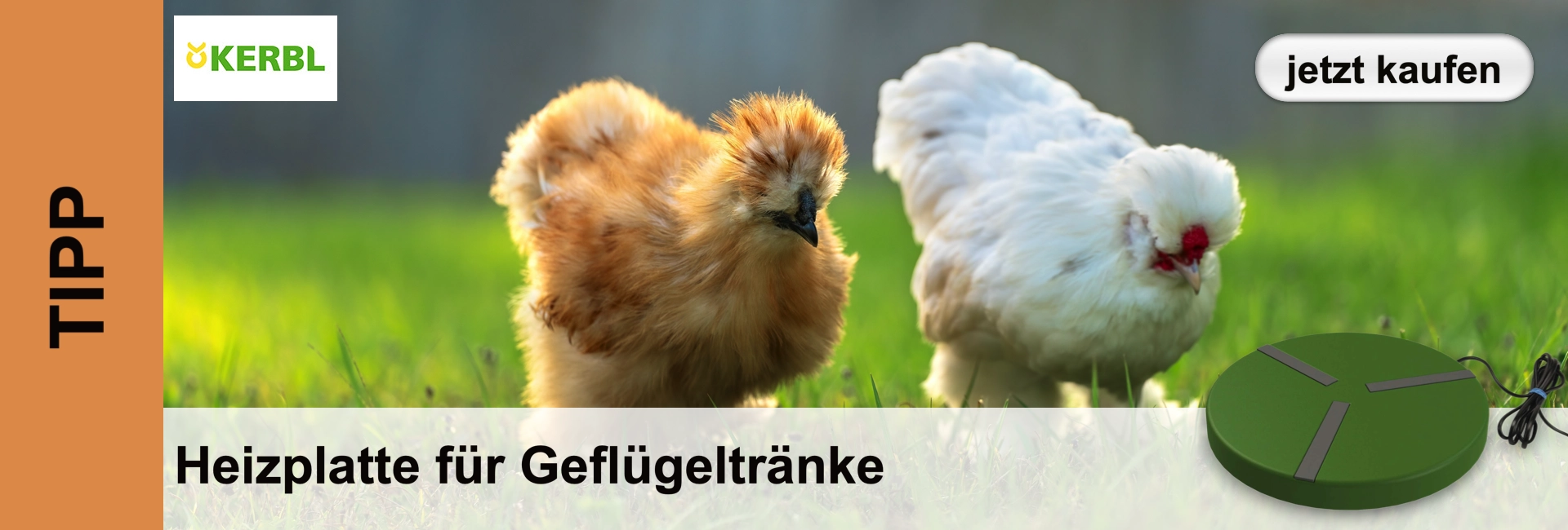 Due galline di seta, una marrone e una bianca, sono in piedi su un prato accanto a una piastra rotonda verde.