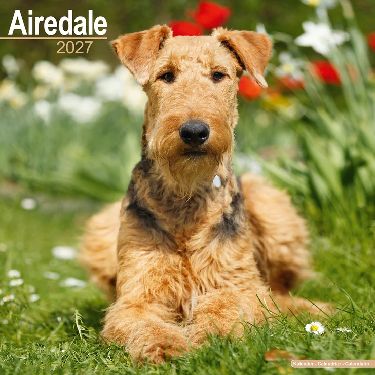 Kalender 2027 Airedale