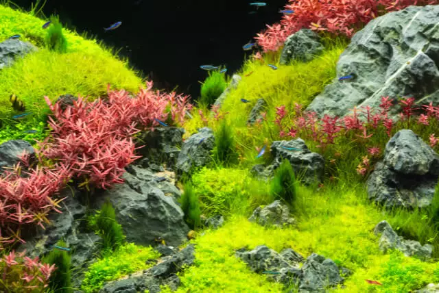 Aquaristik - Ist die Aquaristik teuer