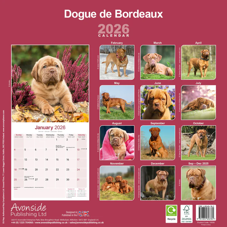 Calendar 2025 Dogue de Bordeaux
