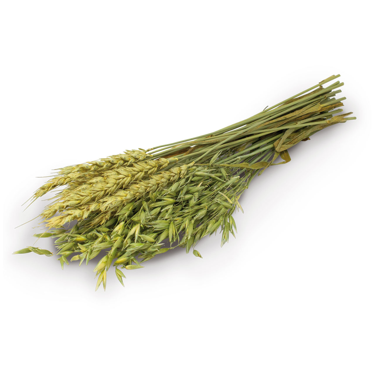 Fascio di due varietà di cereali in diagonale su sfondo bianco: a sinistra spighe giallo-verdi chiare simili al frumento, a destra pannocchie verde scuro simili all’avena. Steli verdi legati con ombra delicata.