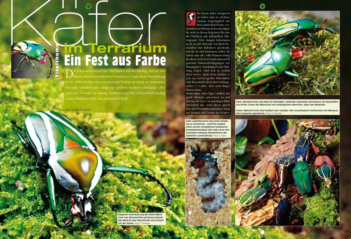 reptilia-103-2 Reptilia 103 - Käfer - das grosse Krabbeln im Terrarium