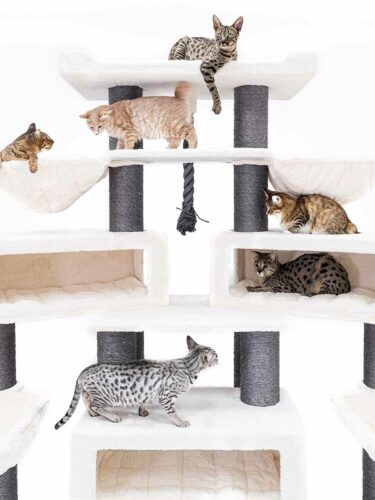 Sette gatti di razze diverse e con vari motivi del mantello su un grande tiragraffi bianco con tronchi di sisal scuri. Uno è appeso in alto, uno corre, altri riposano su ripiani e nelle cavità. Corda da gioco al centro.