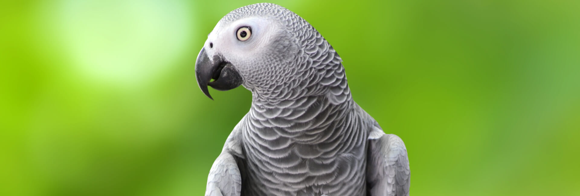 Vogel Hauptfutter Papageien