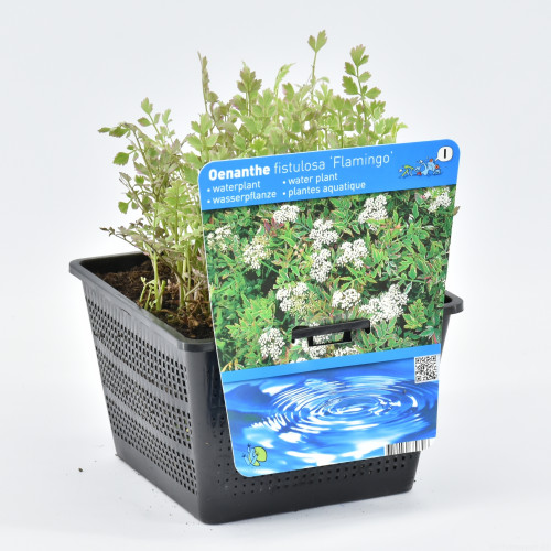 Wasserpflanze 'Oenanthe fistulosa Flamingo' in einem schwarzen, durchbrochenen Topf mit zugehörigem Etikett.