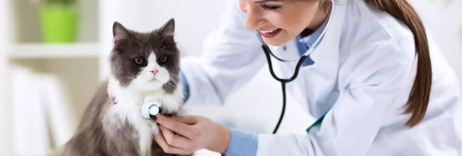 VET Royal Canin Veterinary Feline VET Royal Canin Veterinary Feline