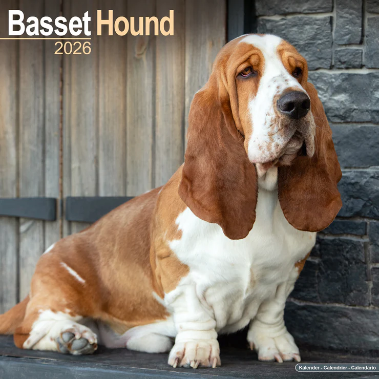 Calendar 2025 Basset Hound