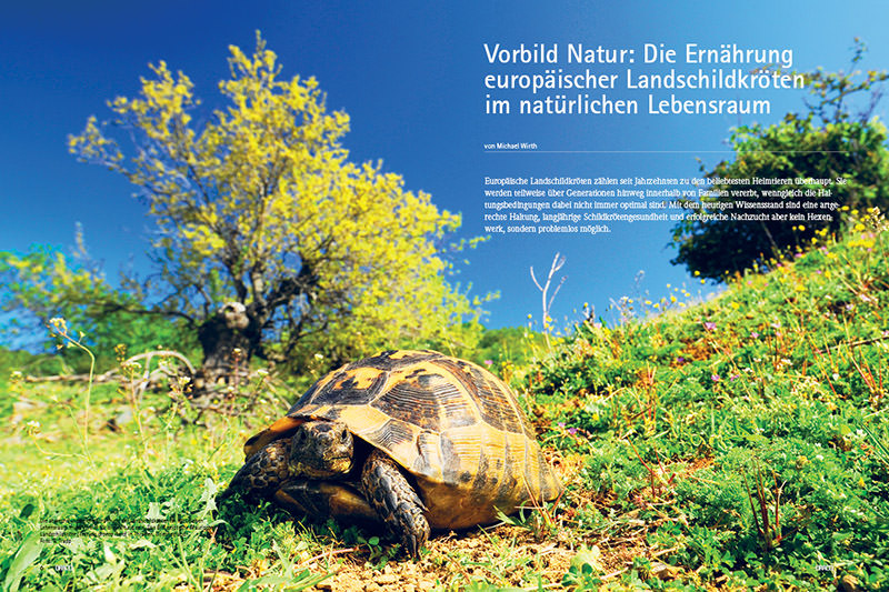 Draco 54 - Ernährung europäischer Landschildkröten