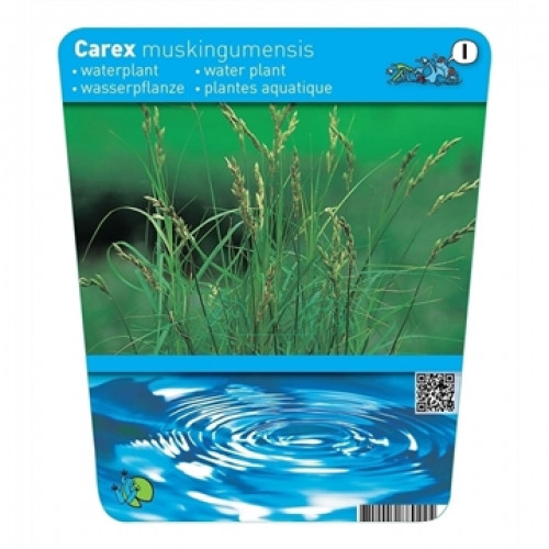 Etikett einer Wasserpflanze "Carex muskingumensis" mit Zeichnung von Wasserringen.