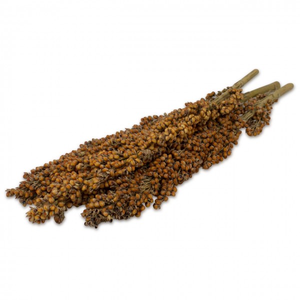 Several dense panicles of brown-orange millet grains, presumably sorghum, against a white background. Many small, round grains arranged closely together, with colours ranging from golden brown to rust-red. Stalks are visible at the top.