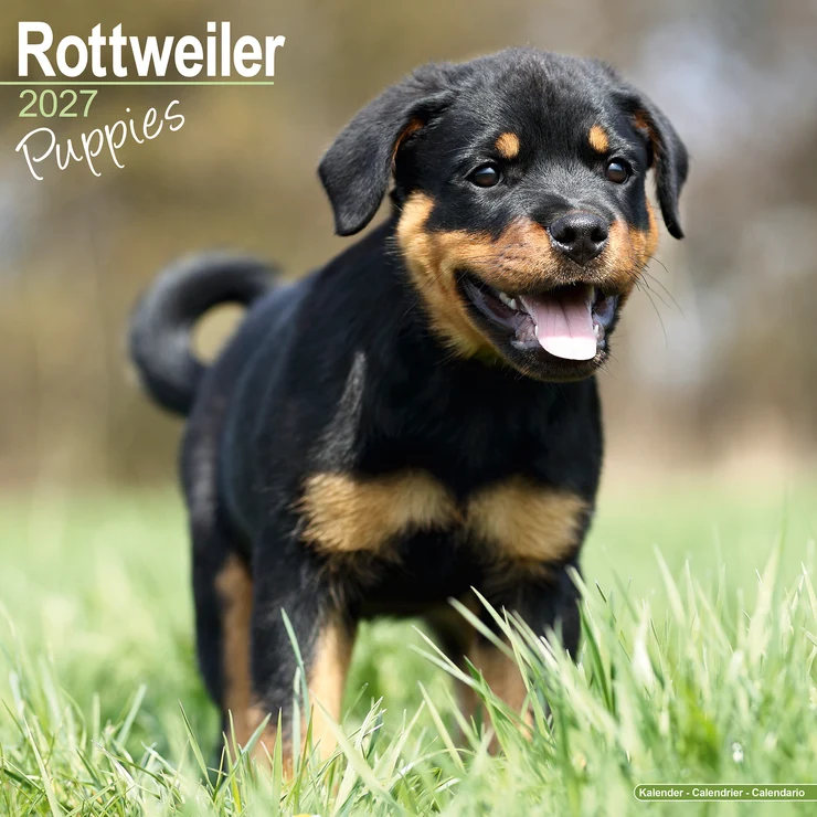 Kalender 2027 Rottweiler - Welpe